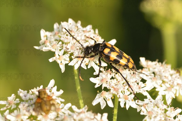 Four-banded long-hair beetle
