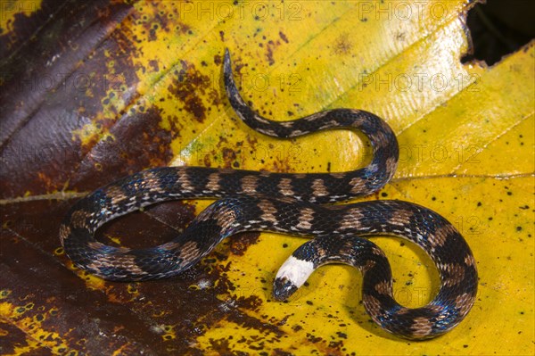 Adder