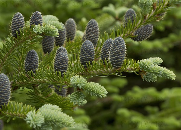Balsam fir