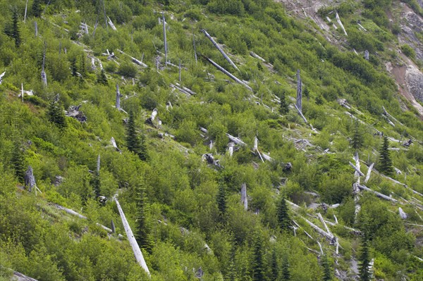 Regenerating forest among remains of dead trees killed by volcanic eruption