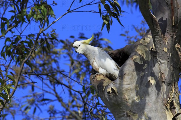 Sulphur-crested cockatoo