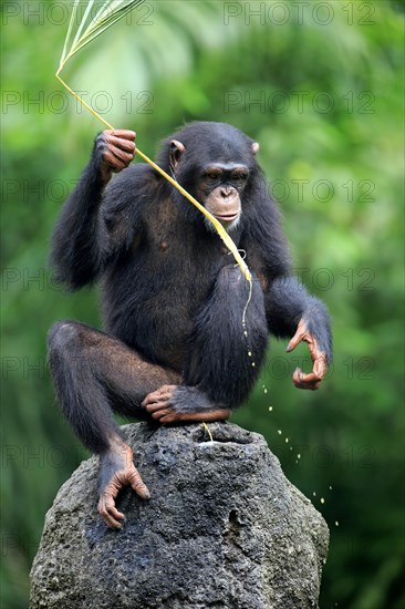 Chimpanzee