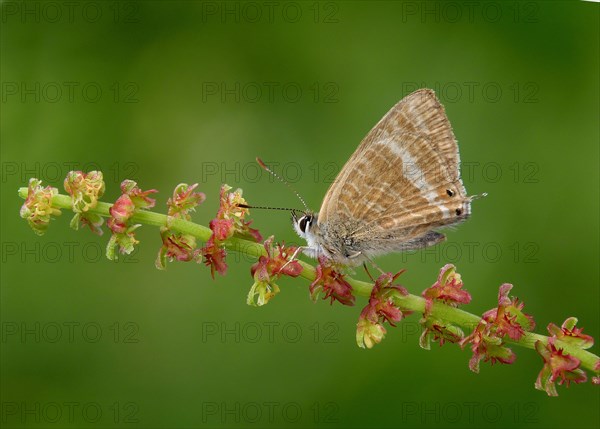 Long-tailed Blue