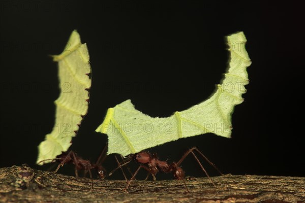 Leafcutter ant