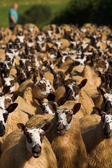 Domestic Sheep