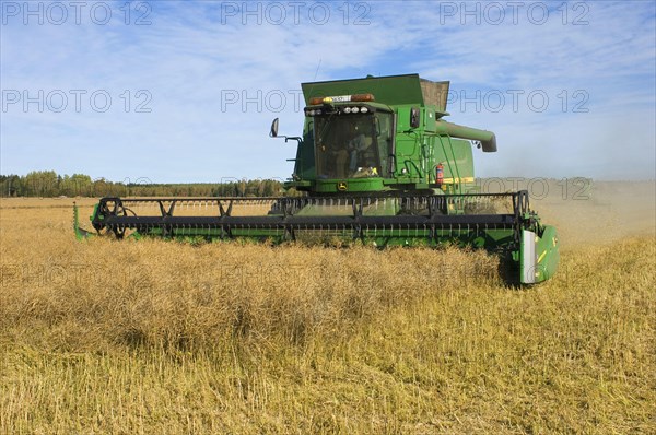 Oilseed rape