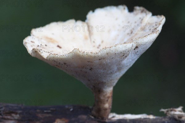 Sclerotia porling