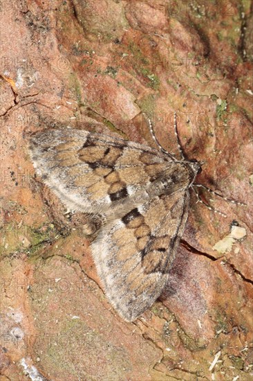 Pine Carpet Moth