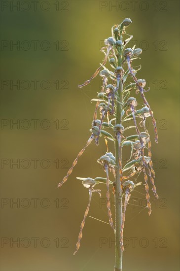 Lizard Orchid