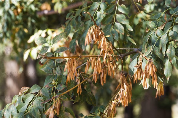 Ash trees known as Sogdian european ash
