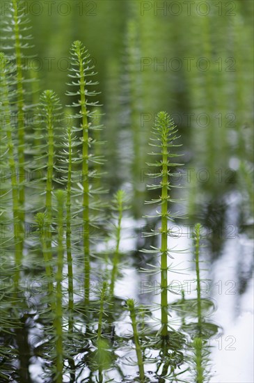 (Hippuris vulgaris)