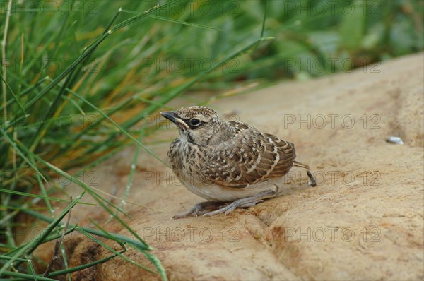 Crested Lark