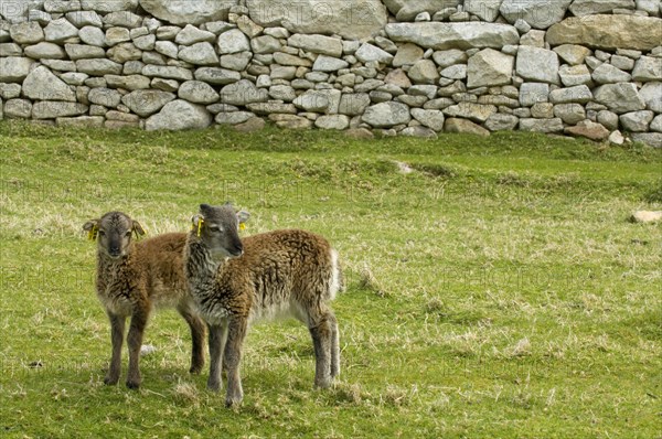 Domestic Sheep