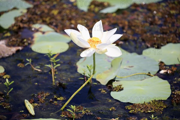 Indian lotus