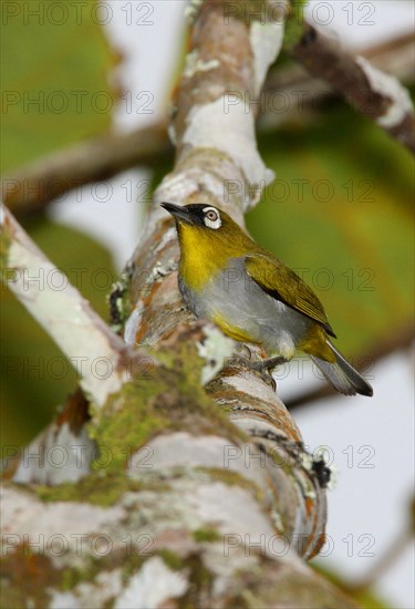 Black-capped White-eye