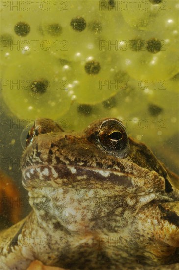 Italian agile frogs