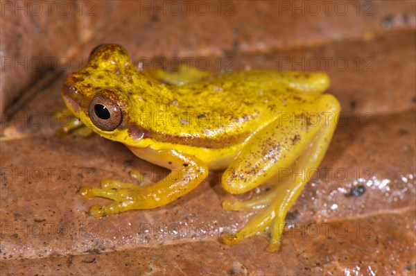 Red-shouldered tree frog
