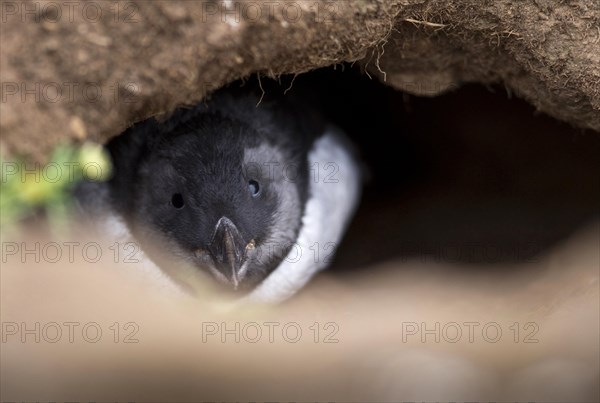 Puffin