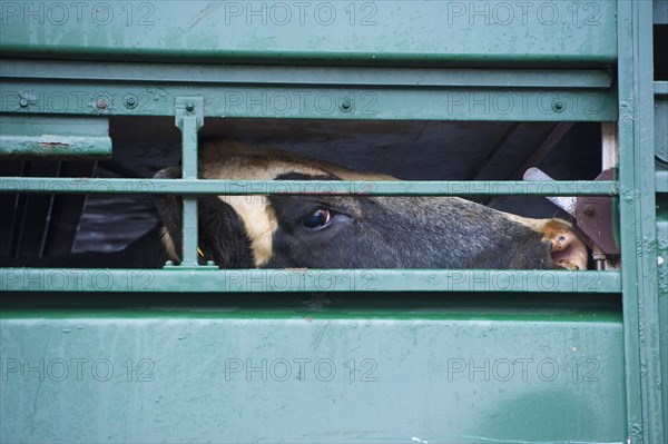 Livestock market