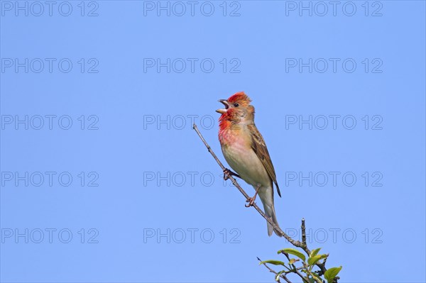 Common rosefinch