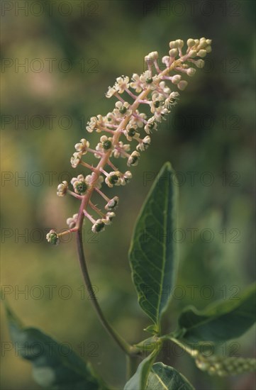 American pokeweed