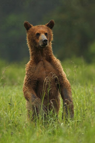 Grizzly bear