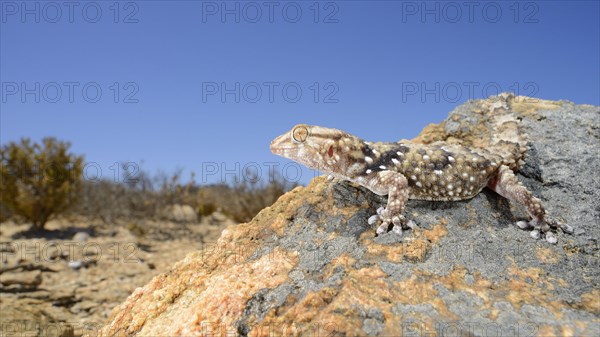 Bibron's Thick-Toed bibron's thick-toed gecko