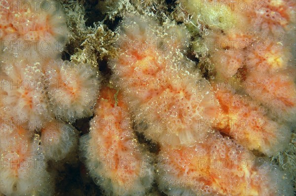 Sea squirt