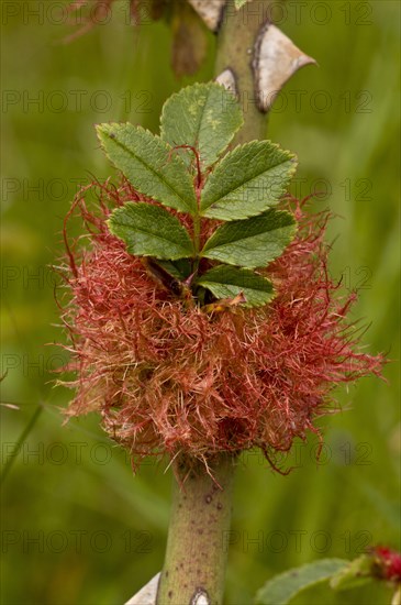 Rhodites rosae