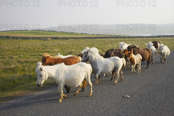 Shetland Pony