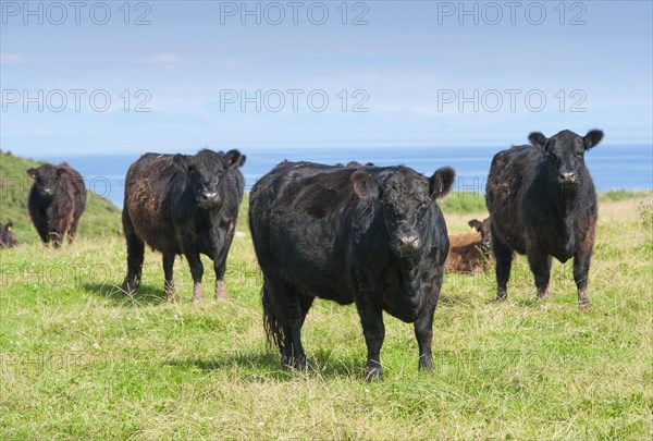 Domestic cattle