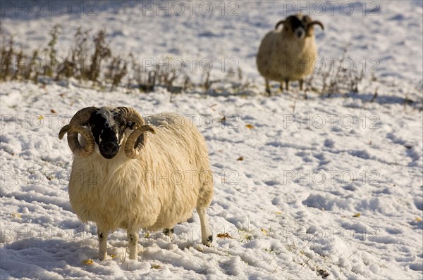 Domestic sheep