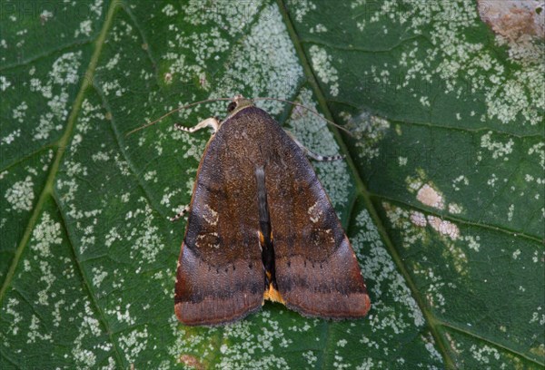 Lesser Broad-bordered Yellow Underwing