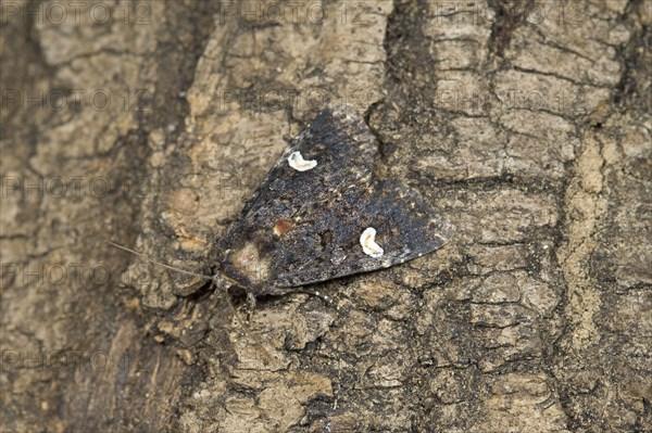 Dot Moth