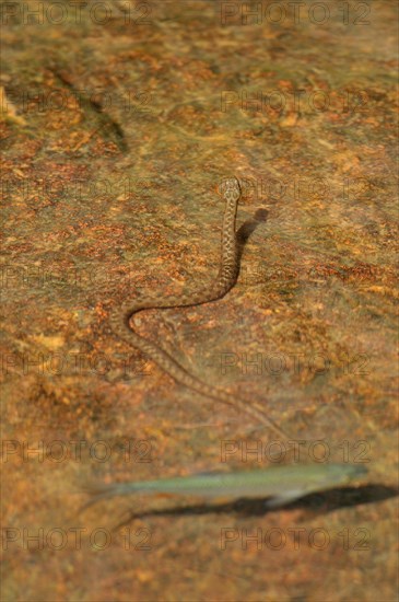 Dice snake