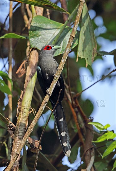 Black-bellied Malkoha