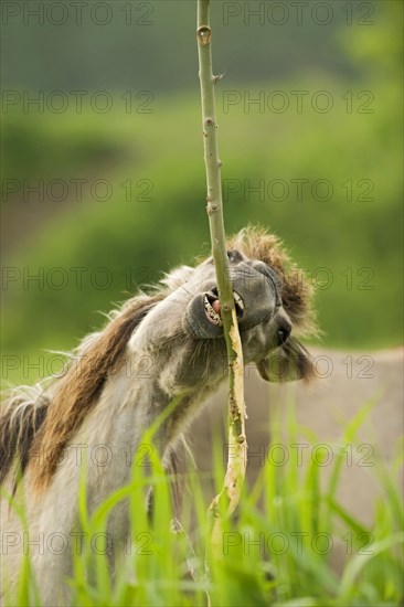 Adult Konik horse