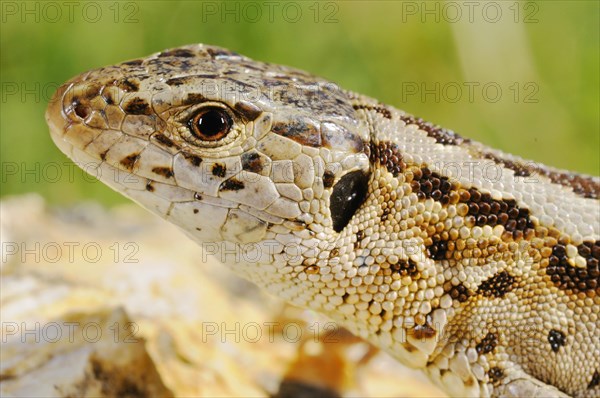 Sand lizards