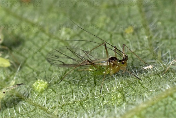 Nettle leaf aphid