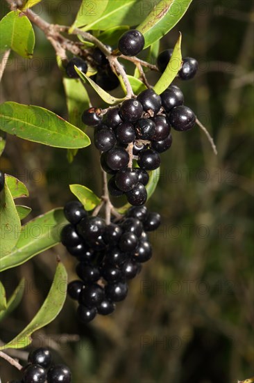 Common wild privet