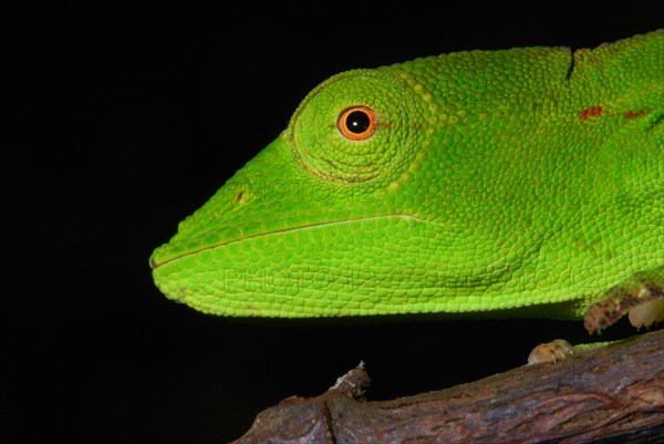 Short-nosed Chameleon