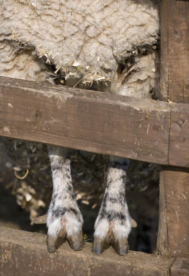Domestic sheep