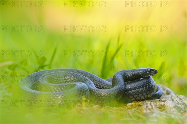Western Whipsnake