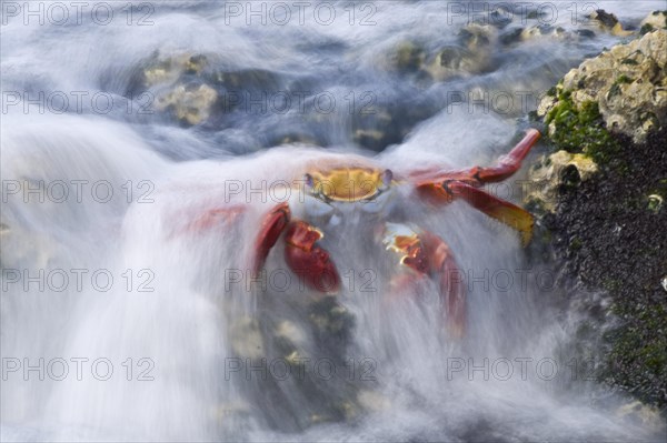 Red cliff crab