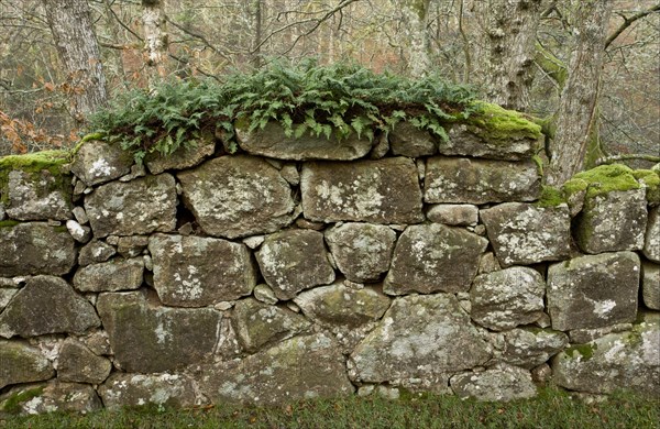 Ferns and mosses growing on ancient granite wall