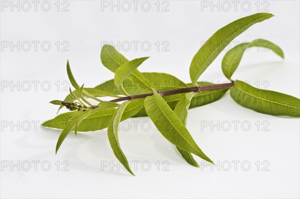 (Verbena) citriodora, Aloysia citriodora, Lippia citriodora, Lemon verbena, Verbena triphylla cut