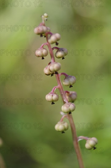 Wintergreen