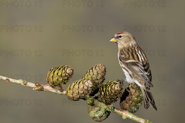 Lesser lesser redpoll