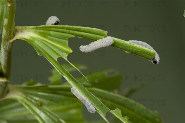 Solomon's seal sawfly