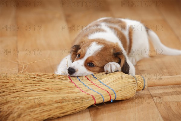Kooikerhondje